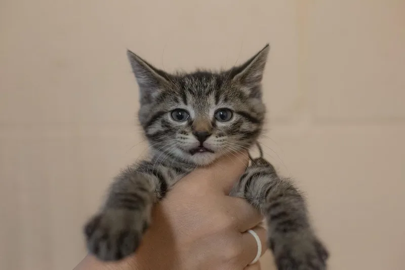 A baby small-sized female Domestic Short Hair cat named Pepper for adoption in Mountain Home, AR