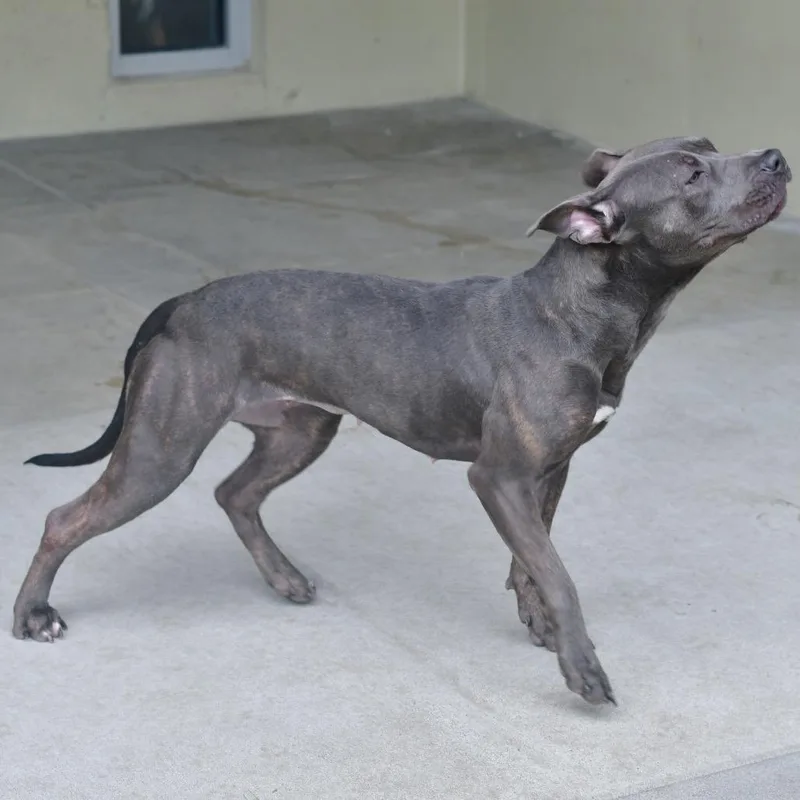 An adult medium-sized female Gray / Blue / Silver Pit Bull Terrier dog named Sugarplum for adoption in Manhattan, KS