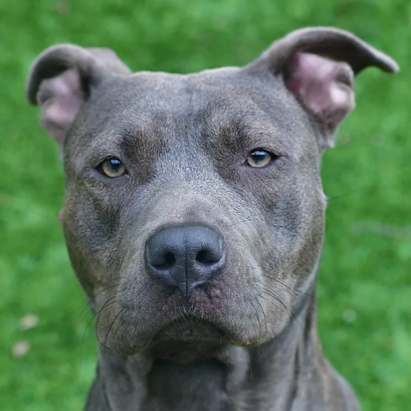 Sugarplum thumbnail 2