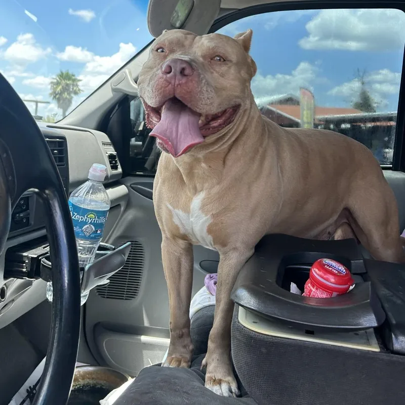 An adult large-sized male Yellow / Tan / Blond / Fawn Staffordshire Bull Terrier dog named Bohdi for adoption in Lakeland, FL