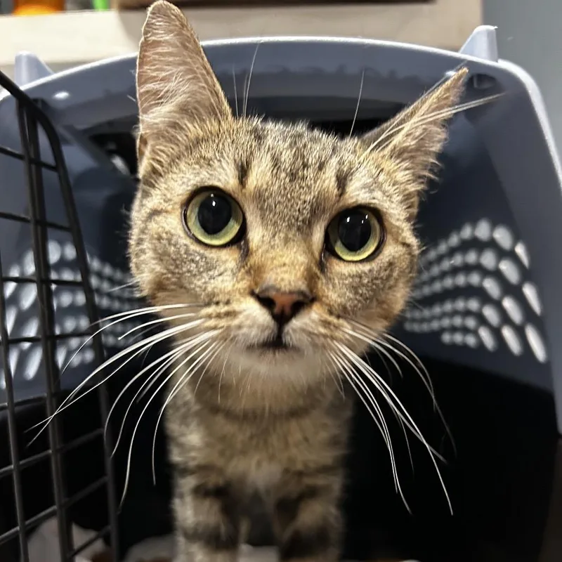 An adult medium-sized female Buff / Tan / Fawn Domestic Short Hair cat named Baked Bean for adoption in Chattanooga, TN