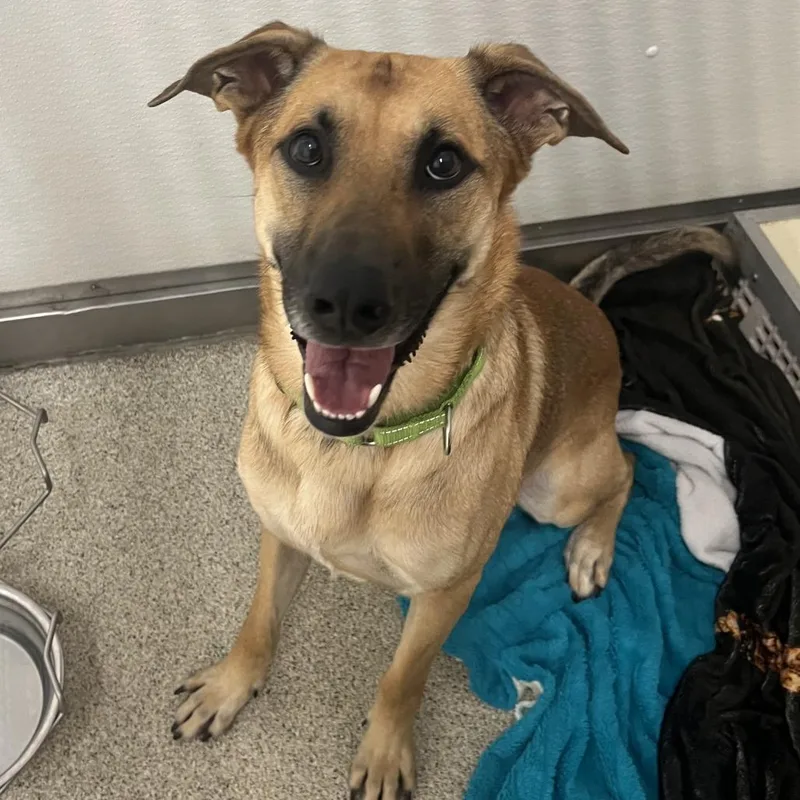 An adult large-sized male Mixed Breed dog named Freddie for adoption in Ballston Spa, NY