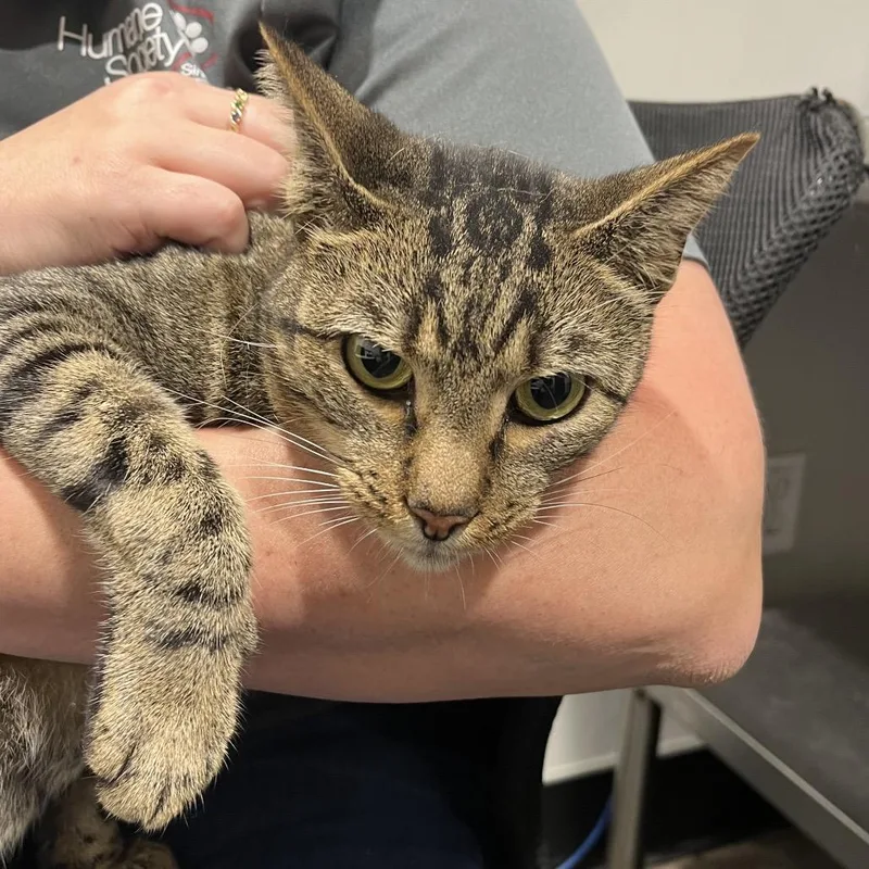 An adult large-sized male Brown / Chocolate Domestic Short Hair cat named Aspen for adoption in Tampa, FL