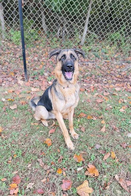 An adult large-sized male German Shepherd Dog dog named Severus for adoption in Haw River, NC