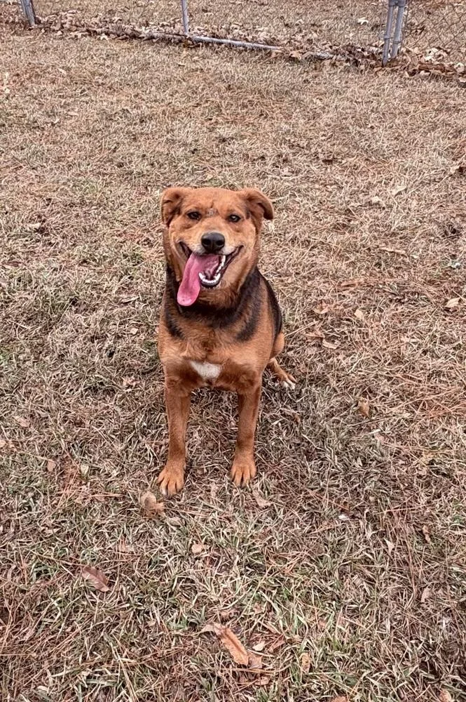 An adult large-sized female Tricolor (Brown, Black, & White) Mixed Breed dog named Phoebe Burton for adoption in Boston, MA