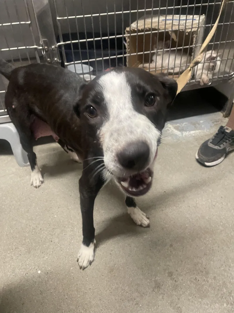 An adult medium-sized female Border Collie dog named Ori for adoption in Billings, MT