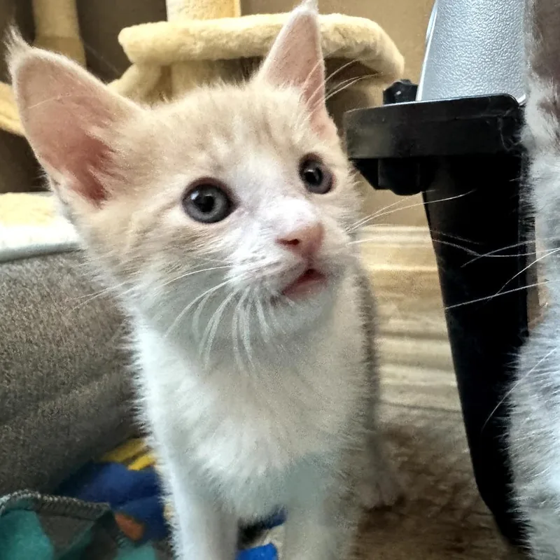 A baby small-sized male Orange / Red Domestic Short Hair cat named Baird for adoption in San Jacinto, CA