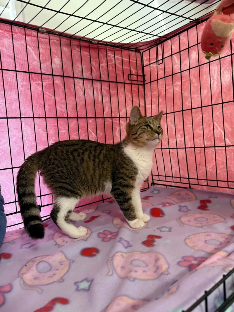 A baby small-sized male Domestic Short Hair cat named SpiderMan for adoption in Barbourville, KY