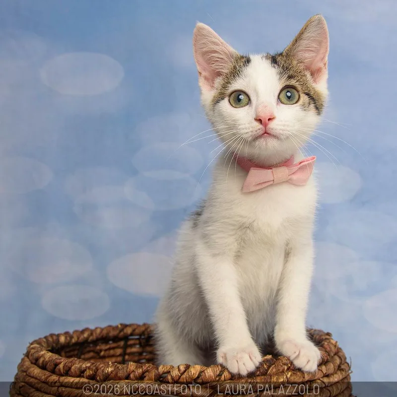 A baby small-sized male Black & White / Tuxedo Domestic Short Hair cat named Maxwell for adoption in Emerald Isle, NC
