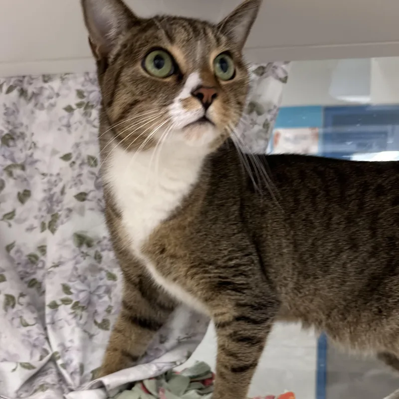 A young medium-sized female Tabby (Brown / Chocolate) Domestic Short Hair cat named Gigi for adoption in Manassas, VA