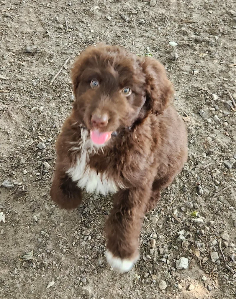 A baby medium-sized male Brown / Chocolate Aussiedoodle dog named Jesse for adoption in Liberty Center, OH