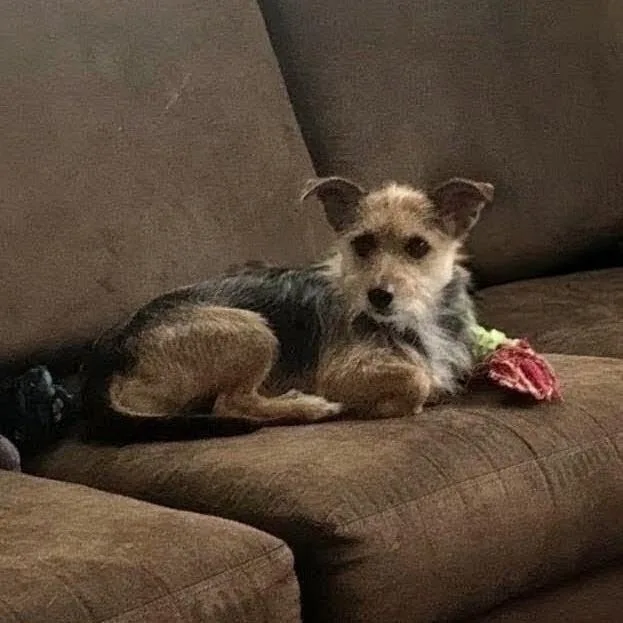 A young small-sized male Silky Terrier dog named Kj for adoption in North Las Vegas, NV