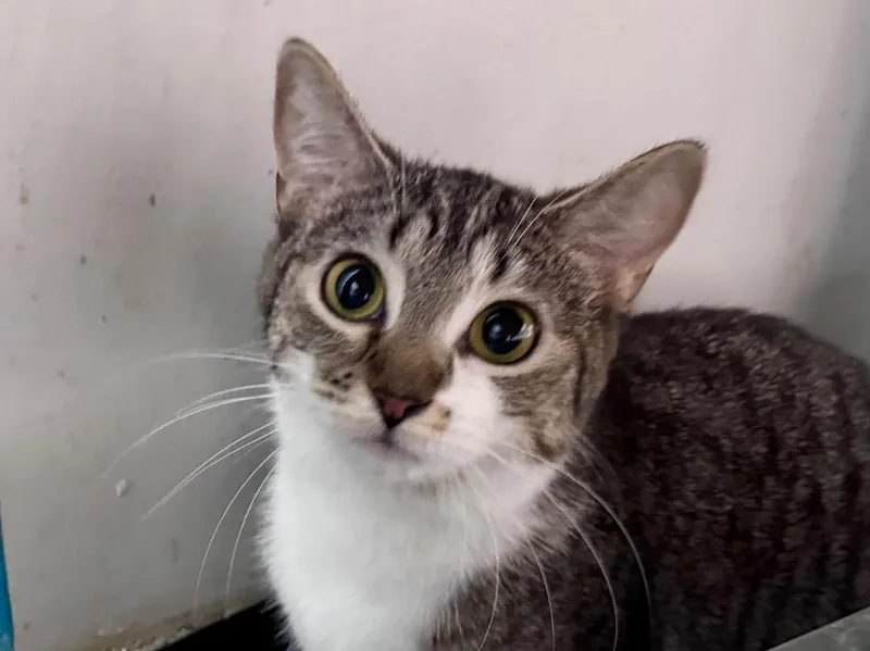 A young small-sized female Tabby cat named Clawdeen Wolf for adoption in Powell, OH
