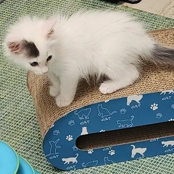 A baby small-sized male Domestic Long Hair cat named Joey for adoption in Sacramento, CA