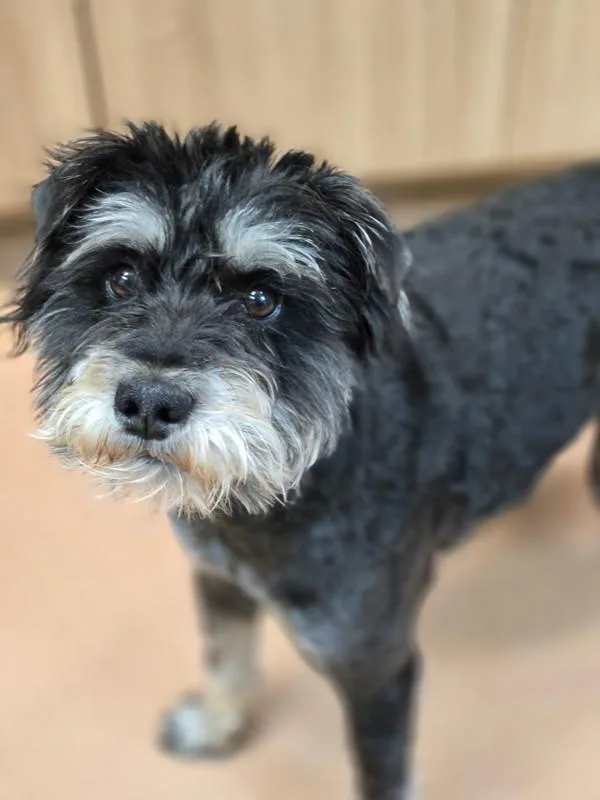 A young medium-sized male Schnauzer dog named Gio Fluffy for adoption in Kennewick, WA