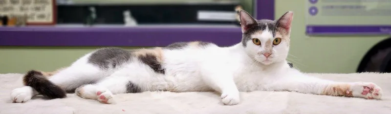 Lucy The Beautiful Dilute