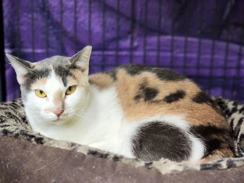 Lucy The Beautiful Dilute thumbnail 2