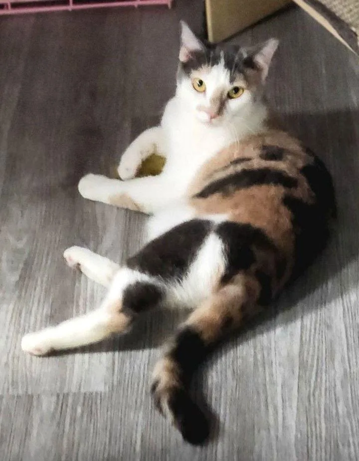 Lucy The Beautiful Dilute thumbnail 3