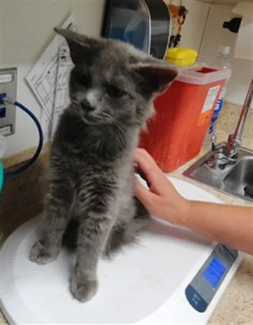 A baby small-sized female Domestic Medium Hair cat named Gracie for adoption in Albuquerque, NM