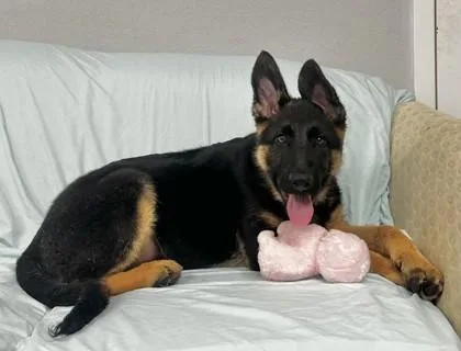 Shadow Fka Puppy