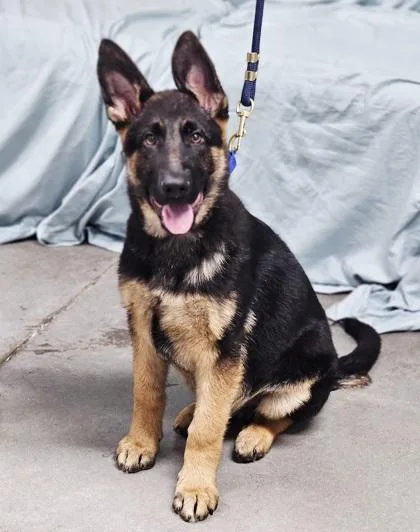 Shadow Fka Puppy thumbnail 2