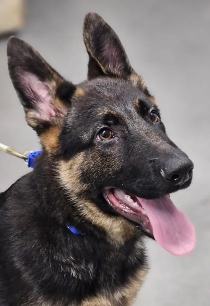 Shadow Fka Puppy thumbnail 3