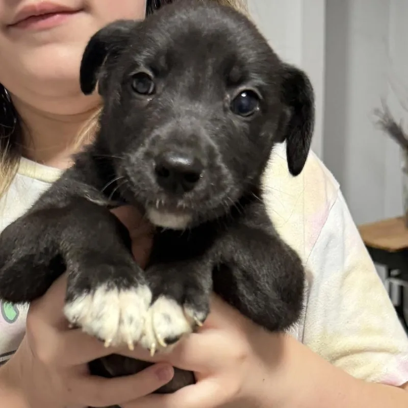 A baby small-sized female Yellow / Tan / Blond / Fawn Mixed Breed dog named Tamagotchi for adoption in Rockville, MD