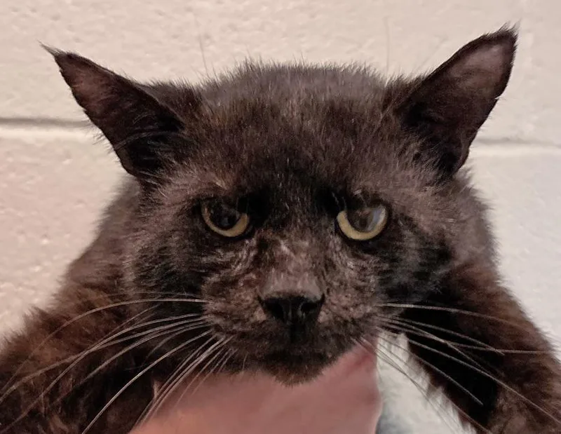 An adult medium-sized male Black Domestic Short Hair cat named Michael Meowers for adoption in Columbus, IN