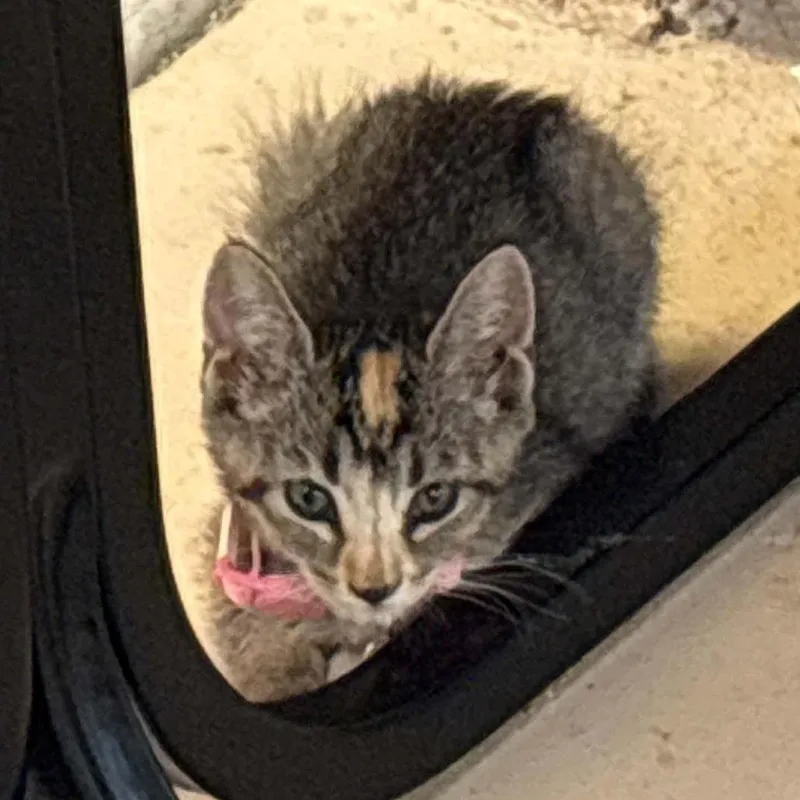 A baby small-sized female Gray / Blue / Silver Domestic Short Hair cat named Bo Peep for adoption in Las Cruces, NM