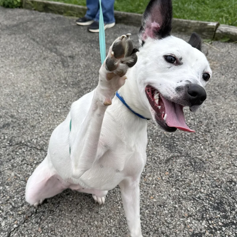 A young medium-sized female Australian Cattle Dog / Blue Heeler dog named Pearl for adoption in Washington, PA