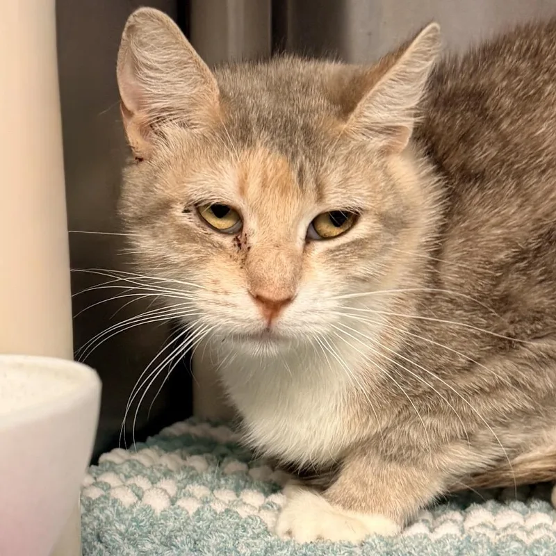 An adult medium-sized female White Domestic Short Hair cat named Ankha for adoption in Palm Springs, CA