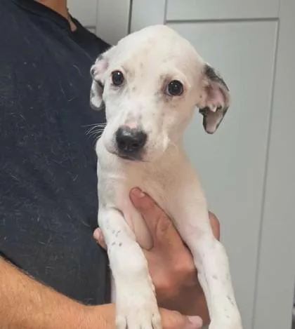 A baby small-sized female Pointer dog named Jersey Girl for adoption in Bridgewater, NJ