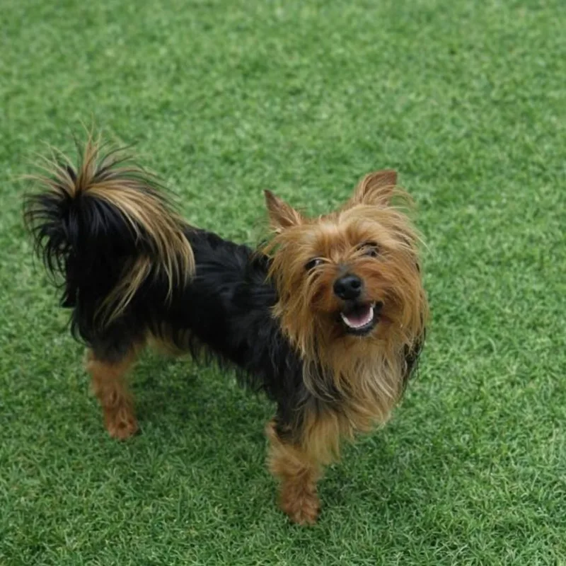 An adult small-sized male Yellow / Tan / Blond / Fawn Yorkshire Terrier dog named Impala for adoption in Arlington, VA