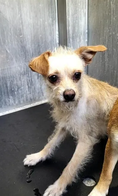 An adult small-sized female Terrier dog named Odessa for adoption in San Antonio, TX