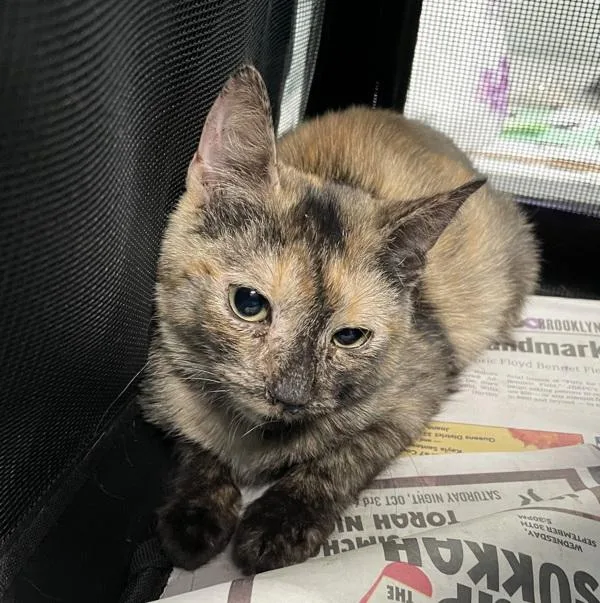 A baby small-sized female Domestic Short Hair cat named Charlotte for adoption in Ridgewood, NY