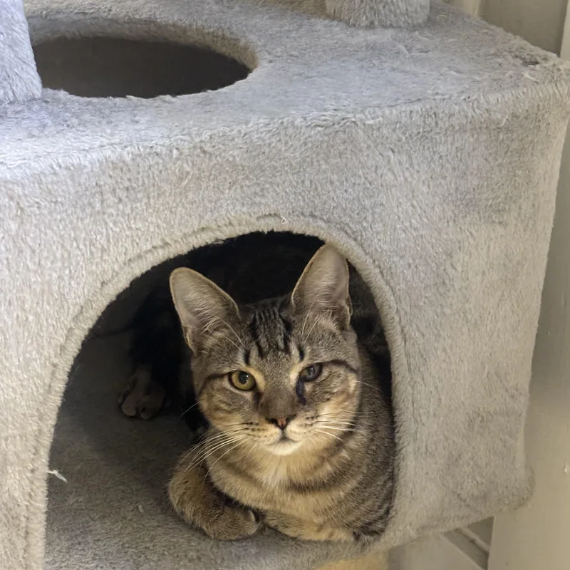 A young small-sized male Domestic Short Hair cat named Remus for adoption in Statesboro, GA