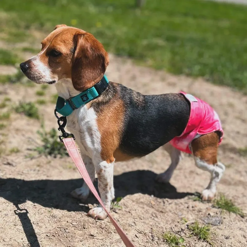 A young small-sized female Tricolor (Brown, Black, & White) Beagle dog named Bitty for adoption in West Falls, NY