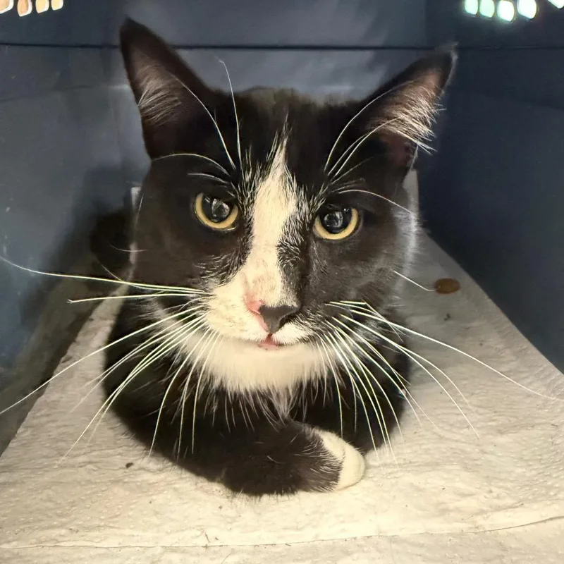 An adult medium-sized male Black Domestic Short Hair cat named Chrono for adoption in Troy, VA