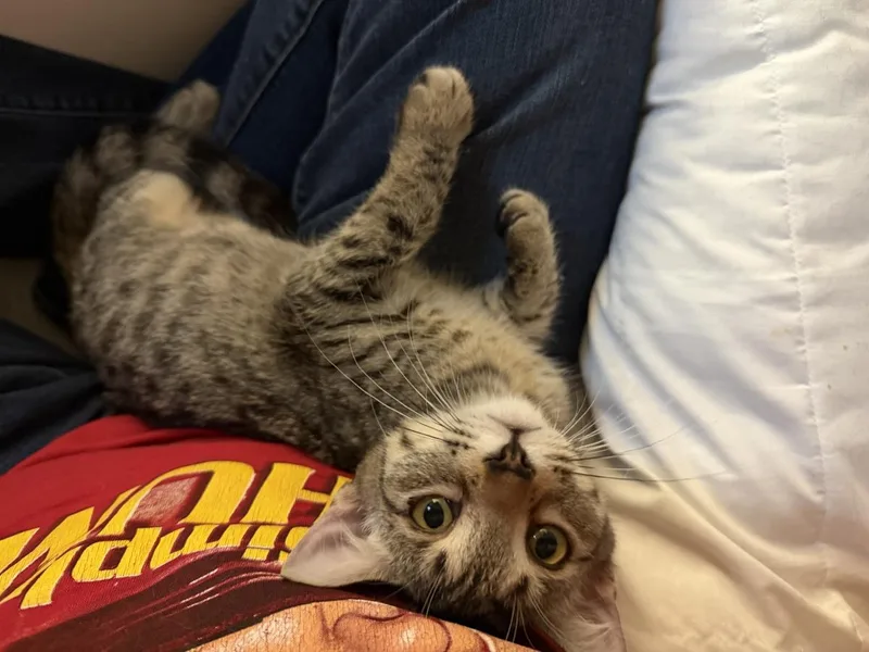 A baby small-sized female Tabby cat named Chrissy Snow for adoption in Chandler, AZ