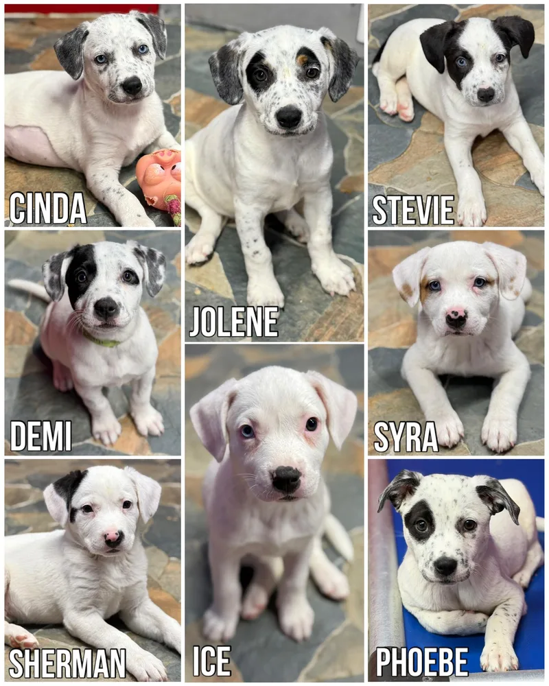 A young medium-sized female White / Cream Pit Bull Terrier dog named Pit Bull Litter for adoption in Glendale, AZ