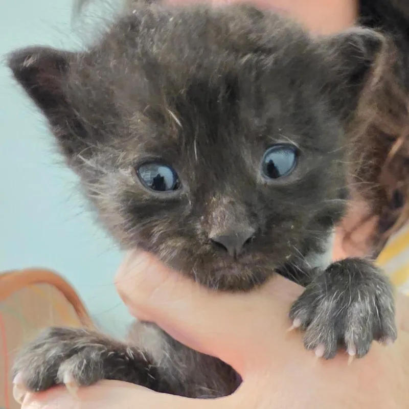 A baby small-sized female Black Domestic Medium Hair cat named Hyacinth for adoption in Leander, TX