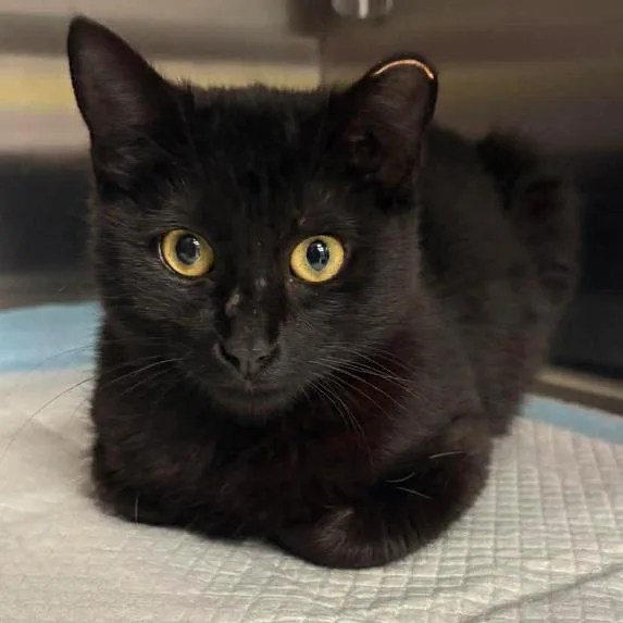 A young medium-sized female Black Domestic Short Hair cat named Seraphina Houston for adoption in Denver, CO