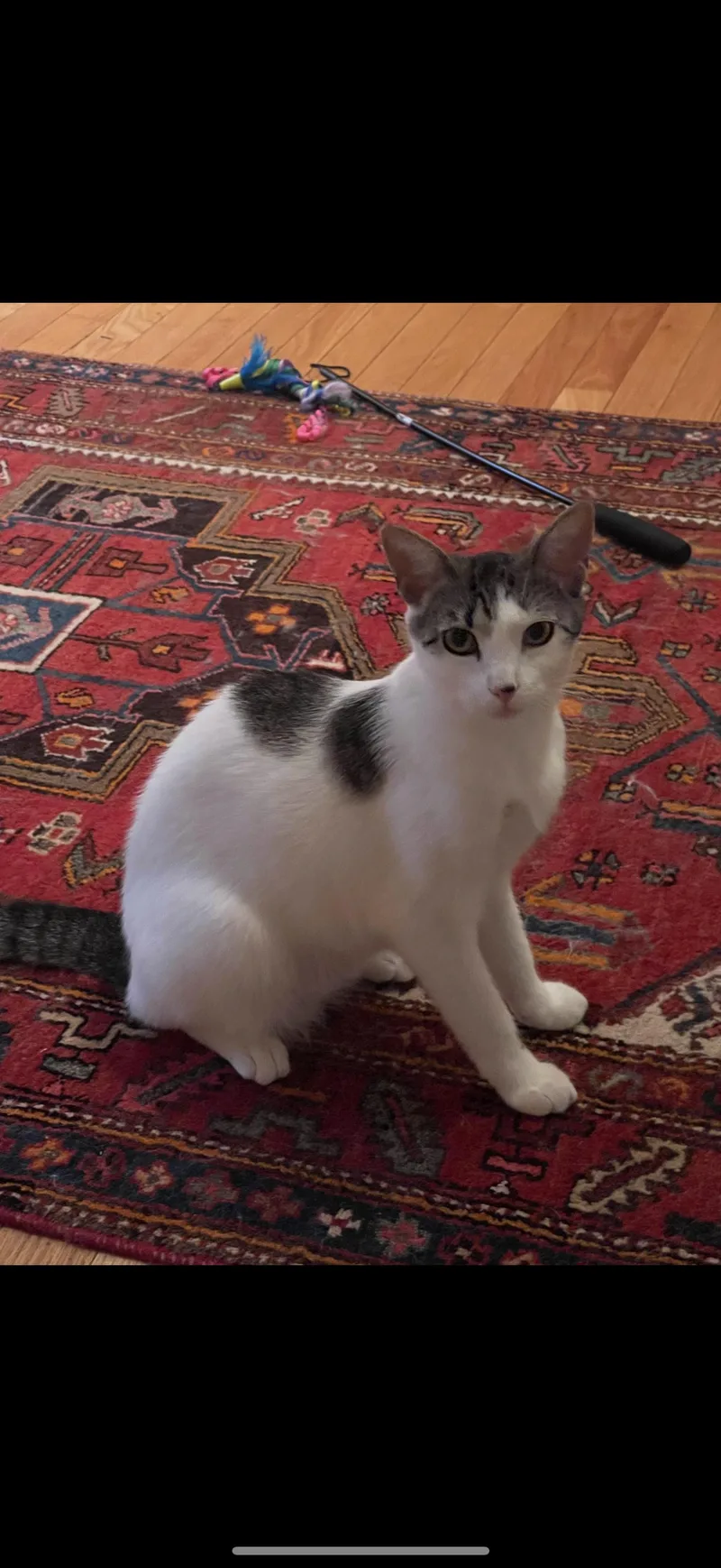 An adult medium-sized female Gray & White Domestic Short Hair cat named Ailana for adoption in Nutley, NJ
