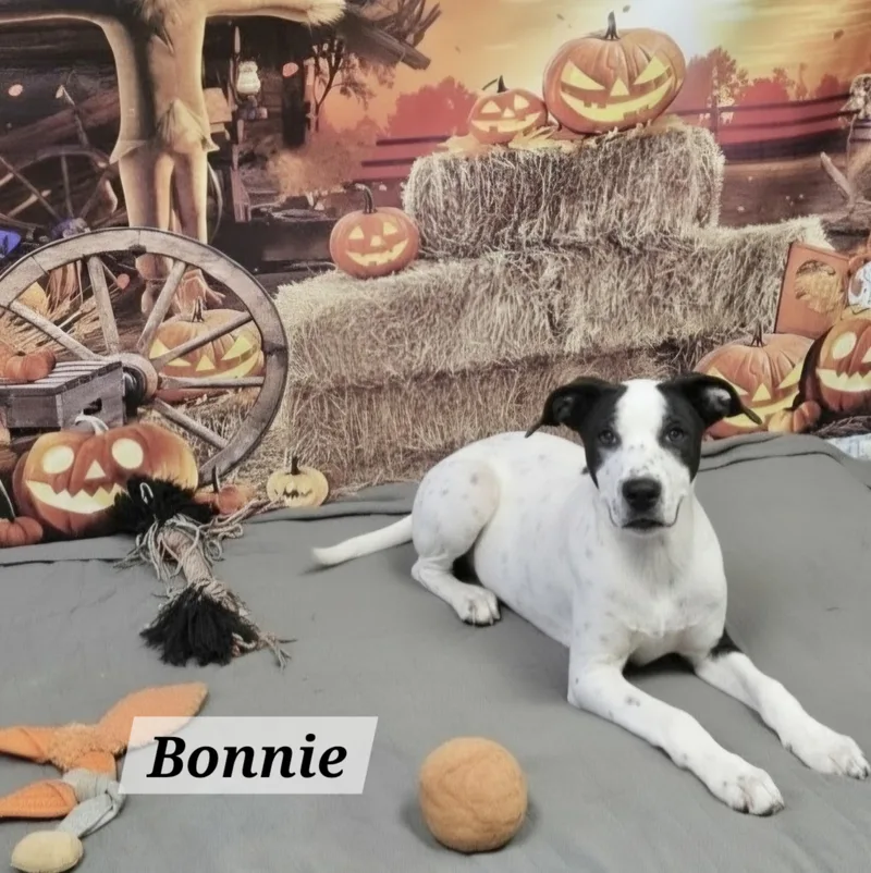 A baby medium-sized female Border Collie dog named Bonnie for adoption in Manchester, CT