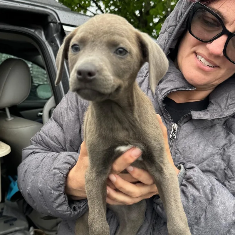 A baby medium-sized female Gray / Blue / Silver Pit Bull Terrier dog named Ny Ice Avail May for adoption in Eastford, CT