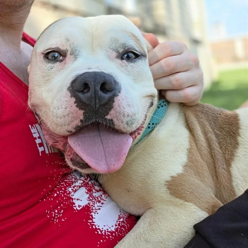 An adult medium-sized male Yellow / Tan / Blond / Fawn Pit Bull Terrier dog named Bluee for adoption in St. Louis, MO
