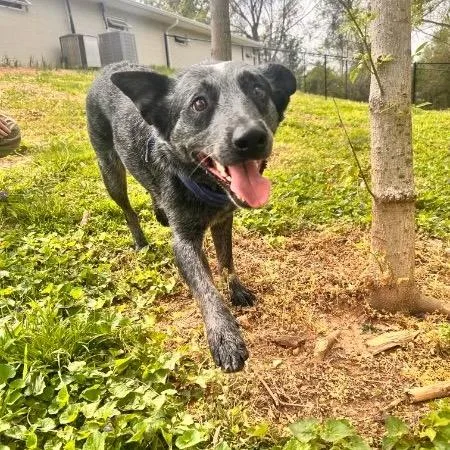 Macaroon thumbnail 2