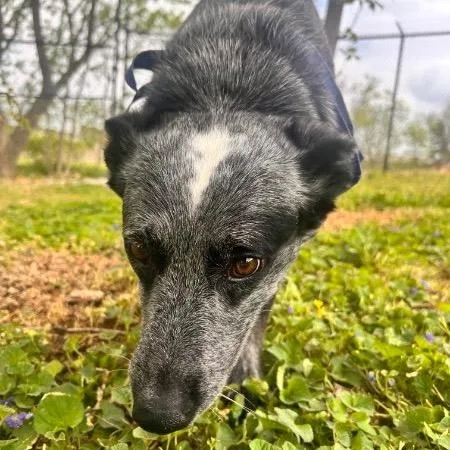 Macaroon thumbnail 3