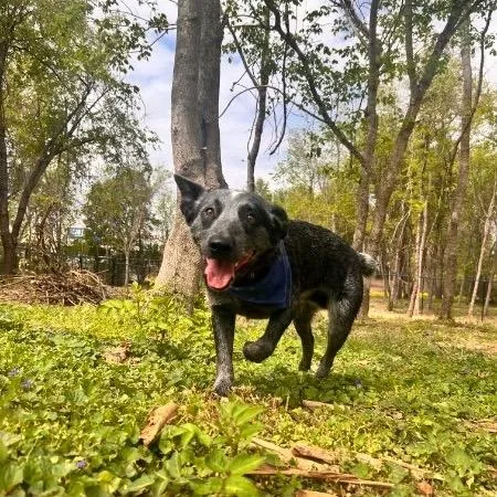 Macaroon thumbnail 4