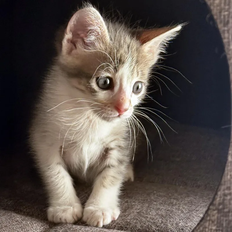 A baby small-sized female Gray / Blue / Silver Domestic Short Hair cat named Uvee for adoption in Austin, TX